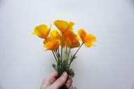 poppies-california-poppy-orange-1438879.jpg