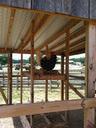 rooster-chicken-cage-farm-barn-343910.jpg