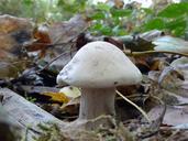 mushroom-white-nature-screen-fungus-499029.jpg