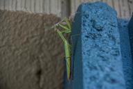 praying-mantis-insects-mantis-green-1635121.jpg