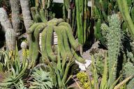 cactus-botanical-garden-%C3%BCberlingen-1524221.jpg