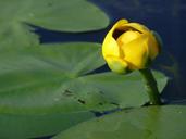 marsh-water-lily-nature-1594426.jpg