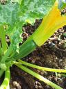 vegetable-organic-squash-zucchini-1302794.jpg