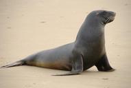 sea-lion-beach-sand-coast-750115.jpg