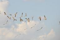 birds-flight-sky-wings-herd-fauta-788194.jpg