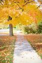 sidewalk-yellow-tree-walkway-554174.jpg