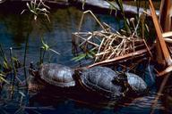 Red eared sliders turtles.jpg