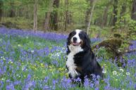 dog-bernese-mountain-dog-forest-1173509.jpg