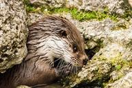 otter-zoo-tiergarten-cute-wet-1364171.jpg