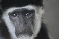 monkey-primate-zoo-ape-face-835068.jpg