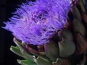 artichoke-blossom-bloom-purple-1116518.jpg