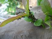 ants-insect-green-flora-plant-390151.jpg