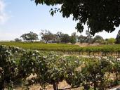 vineyards-wine-country-vineyard-59031.jpg