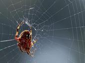 spider-webs-spiders-bugs-insects-387189.jpg