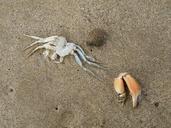 crab-dead-claw-crustacean-ocean-1317352.jpg