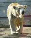 polar-bear-mammal-bear-930370.jpg