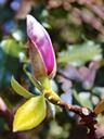 magnolia-tree-pink-blossom-bloom-718074.jpg