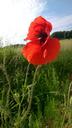 meadow-flower-red-poppy-flora-1145748.jpg