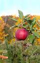 apple-tree-orchard-agriculture-295002.jpg