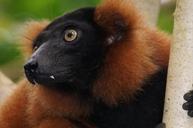 animals-primate-lemur-rainforest-1009421.jpg