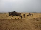 gnu-flock-savannah-masai-mara-216579.jpg