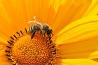 bee-pollen-nectar-yellow-blossom-170551.jpg