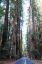 Avenue of the Giants - Humboldt Redwoods State Park - DSC02416.JPG