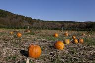 Pumpkin patch near Litchfield, Connecticut LCCN2012631580.tif.tiff