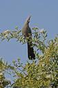 sparrow-bird-botswana-bird-grey-874174.jpg