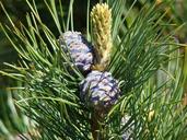 cones-spruce-sprig-nature-needles-1714234.jpg