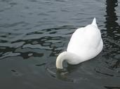 underwater-water-animal-swan-bird-652620.jpg