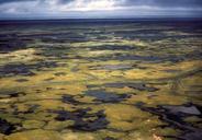 Summer aerial view of wetland.jpg