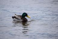 duck-lake-como-italy-water-bird-710901.jpg