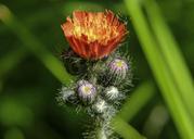 hawk-weed-buds-orange-red-333413.jpg