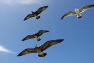 seagulls-gulls-seabird-sea-bird-1209919.jpg