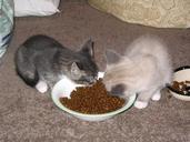 Kittens_eating.jpg