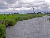 cow-on-pasture-in-river-Netherlands.jpg