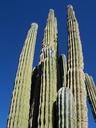 cactus-desert-arizona-landscape-816323.jpg