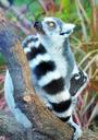 lemur-maki-wild-maki-catta-1435573.jpg