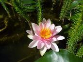 water-lily-pond-aquatic-plant-505037.jpg