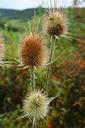 field-weed-thistle-meadow-1072462.jpg