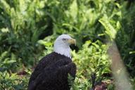 bald-eagle-raptor-eagle-bird-588838.jpg