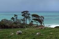 new-zealand-trees-wind-sea-green-438511.jpg