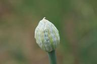 agriculture-allium-buds-cernuum-87734.jpg