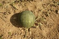 watermelon-orchard-fruit-445886.jpg