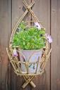 flowerpot-purple-daisies-decoration-1447598.jpg