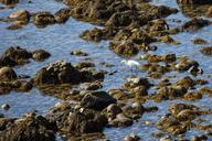 san-diego-shoreline-egret-1432662.jpg