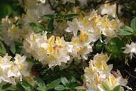 azalea-flowering-shrubs-blossom-373095.jpg