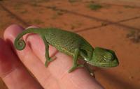 chameleon-green-reptile-hand-small-557372.jpg