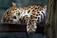 leopard-cat-predators-wildcat-84080.jpg